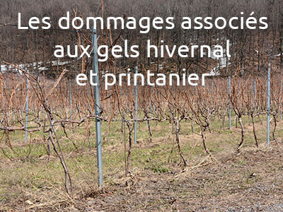 Rediffusion -  formation vignerons et conseillers