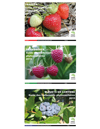 Collection Petits fruits : Guides des traitements phytosanitaires 2015 (PDF)