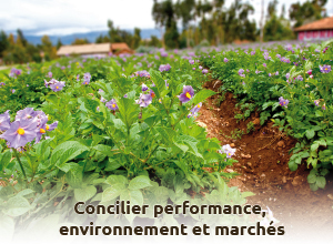 Colloque sur la pomme de terre 2014