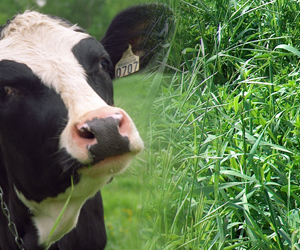 Journée d'information scientifique sur les bovins laitiers et les plantes fourragères