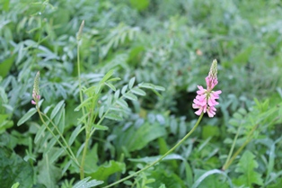 Tournée des plantes fourragères 2016