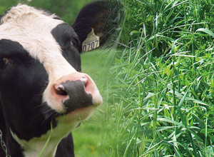 Journée d'information scientifique bovins laitiers / plantes fourragères