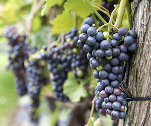 Série de six webinaires - vigne