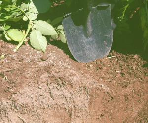 Journée sur l’irrigation de la pomme de terre