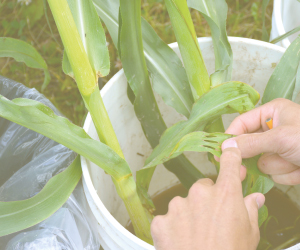 Journée phytoprotection 2018