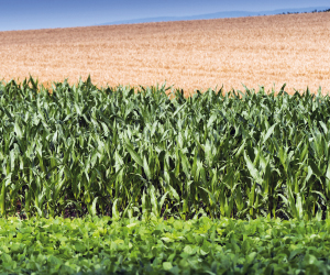 Formation sur les facteurs économiques et techniques en production de grains biologiques au Québec