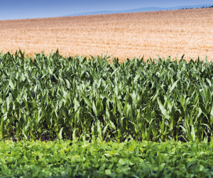 Formation sur les facteurs économiques et techniques en production de grains biologiques au Québec