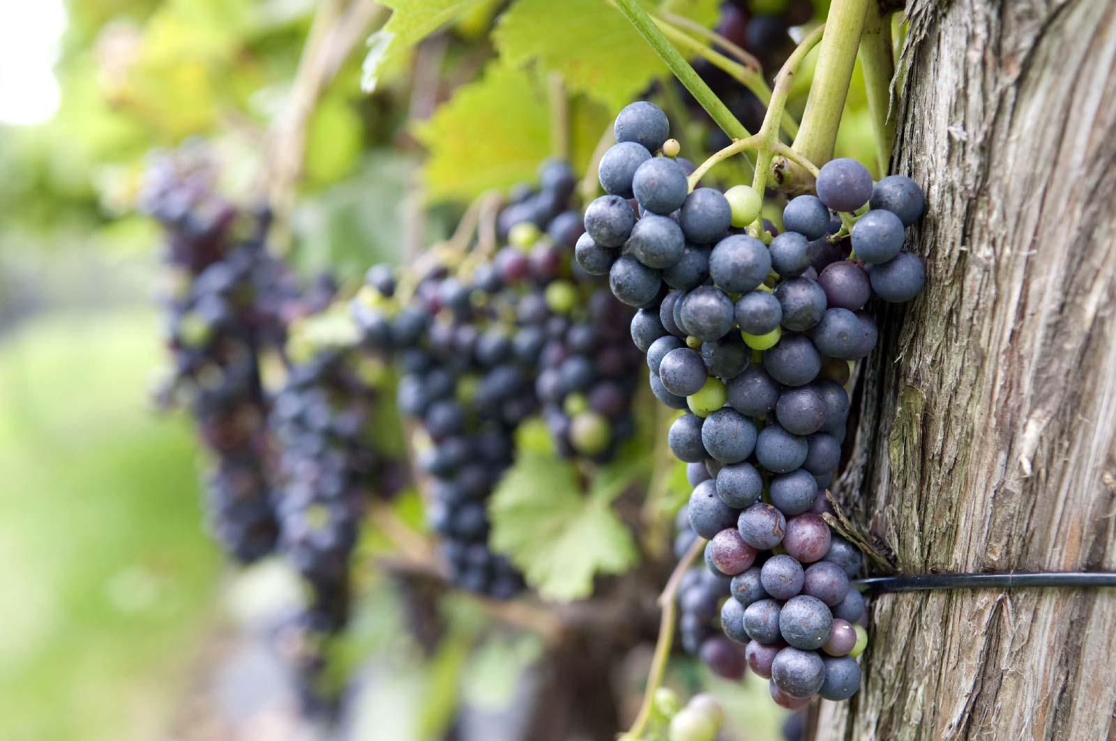 Série Webinaires vigne et vin - 2019