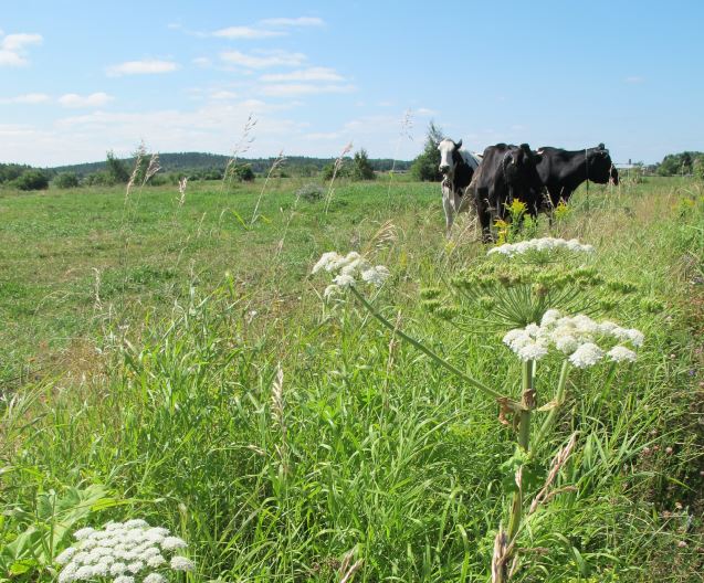 Formation en lutte contre les plantes exotiques envahissantes en émergence