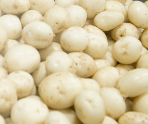 Demi-journée pommes de terre