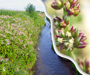 Formation (webdiffusion) sur les plantes exotiques envahissantes