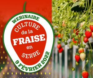 Webinaire sur la culture de la fraise en serre