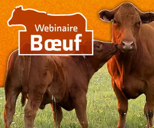 Webinaire Boeuf 2023