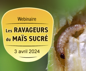 Webinaire sur les ravageurs du maïs sucré