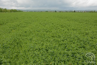 Journée d'information bovins laitiers et plantes fourrageres