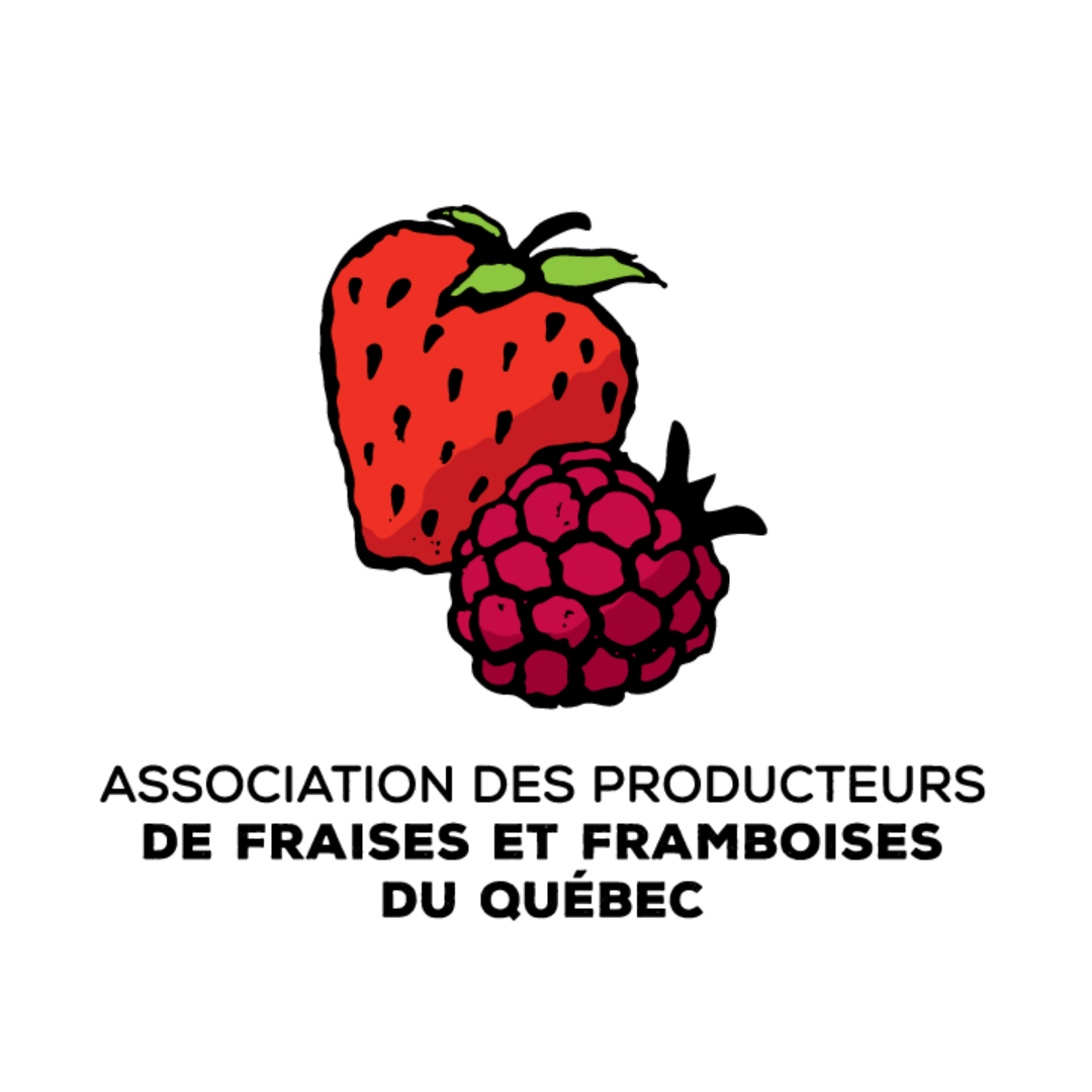 Des fraises de serre cultivées à Sorel-Tracy enfin disponibles - SorelTracy  Magazine