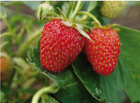Affiche de production fruitière intégrée fraise 2017