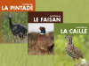 Collection Caille-Faisan-Pintade