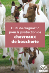 Outil de diagnostic pour la production de chevreaux de boucherie  - Excel