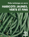 Fiche technique en serre - Haricots jaunes, verts et fins (PDF)