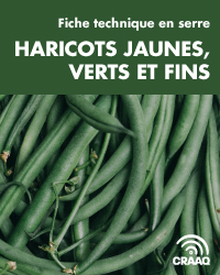 Fiche technique en serre - Haricots jaunes, verts et fins (PDF)