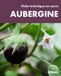 Fiche de production de l'aubergine en serre (PDF)