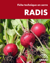 Fiche de production de radis en serre (PDF)