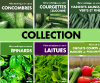 Collection Fiches techniques en serre : Concombres, Courgettes (zucchinis), Épinards, Haricots, Laitues (PDF)