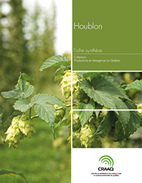 Fiche synthèse - Houblon (PDF)