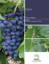 Fiche synthèse - Vigne (PDF)