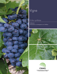 Fiche synthèse - Vigne (PDF)