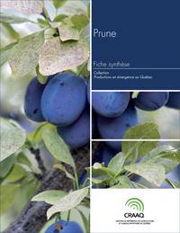 Fiche synthèse - Prune (PDF)