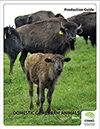 Domestic Game Farm Animals - Bison