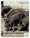 Domestic Game Farm Animals - Wild Boar