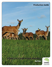 Domestic Game Farm Animals - Red Deer