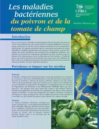 Les maladies bactériennes du poivron et de la tomate de champ