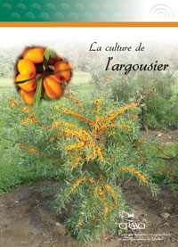 La culture de l'argousier