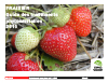 Fraisier : Guide des traitements phytosanitaires 2015 (PDF)