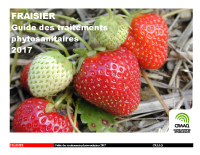 Fraisier : Guide des traitements phytosanitaires 2017