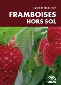 Framboises hors sol