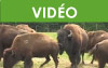 La manipulation du bison