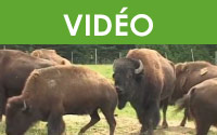 La manipulation du bison