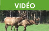 Le Wapiti