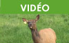 La manipulation du wapiti
