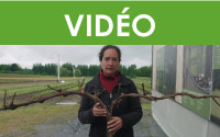 Formation Maître viticulteur : Comprendre l’anatomie et la physiologie de la vigne