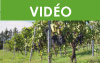 Formation Maître viticulteur : Tuteurer et palisser les vignes