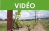Formation Maître viticulteur : Effectuer l’entretien en vert des vignes