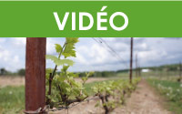 Formation Maître viticulteur : Effectuer l’entretien en vert des vignes