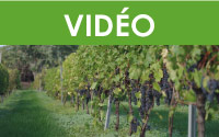 Formation Maître viticulteur : Évaluer la vigueur des vignes