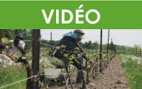 Formation Maître viticulteur : Tailler les vignes (parties 1 et 2)